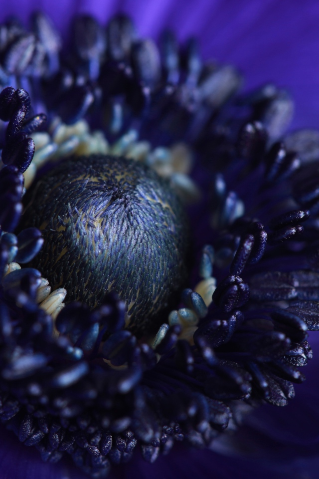 Mid blue anemones flower