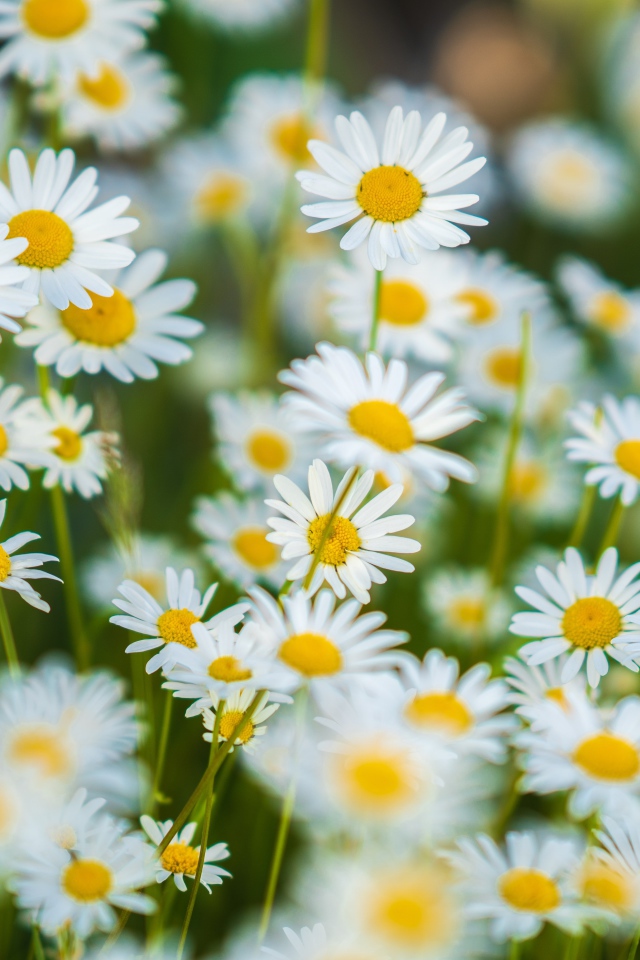 Миниатюрные белые ромашки на поле