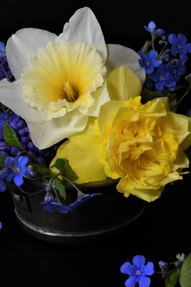 Цветы нарцисса с цветами незабудки в вазе на черном фоне