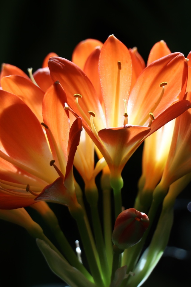 Оранжевые цветы амариллиса на ветке