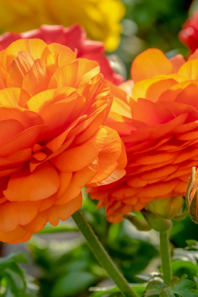 Оранжевые цветы лютика с бутонами на клумбе