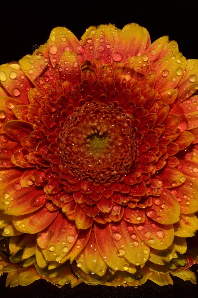 Оранжевый цветок хризантемы в каплях росы на черном фоне