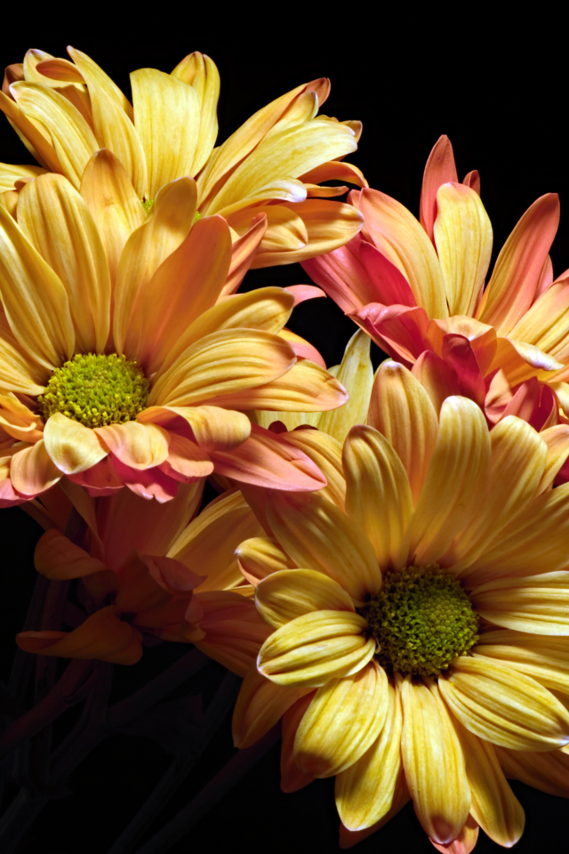 Оранжевые цветы хризантемы на черном фоне