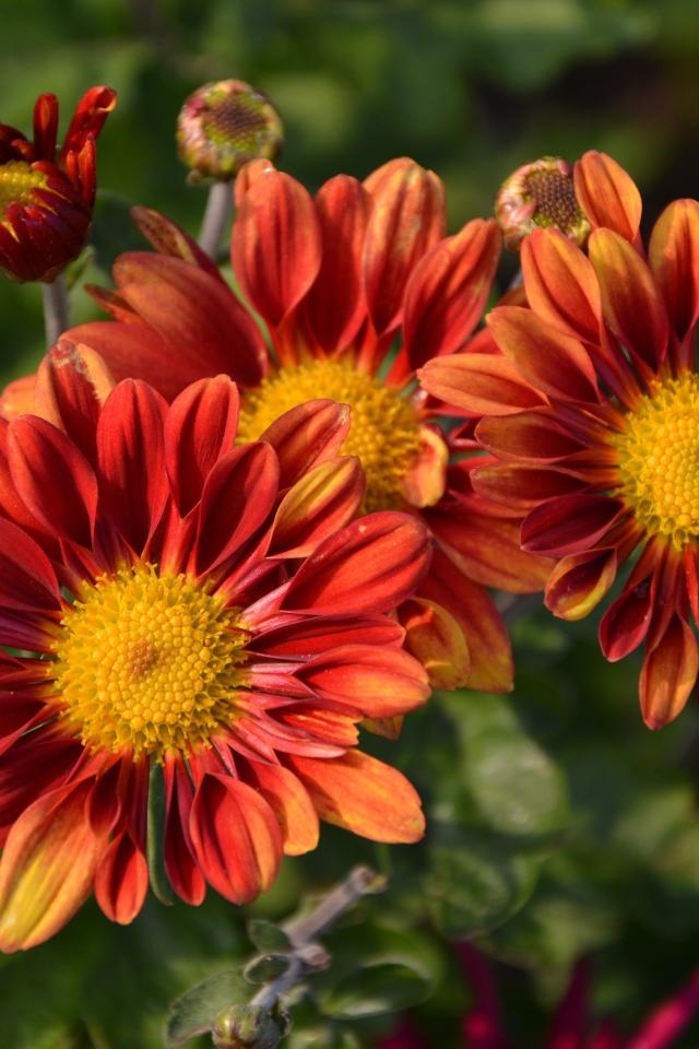 Оранжевые цветы хризантемы с бутонами на клумбе