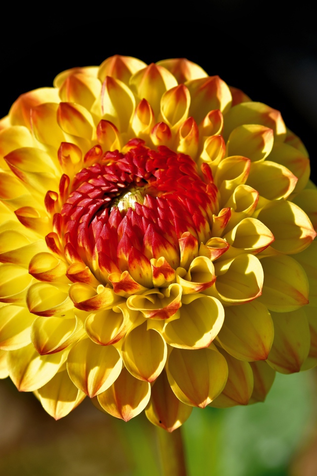 Оранжевый цветок  георгина крупным планом