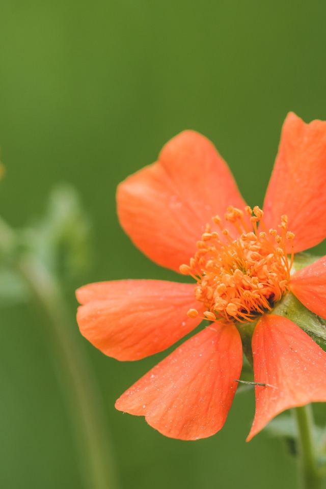 Оранжевый цветок гравилат с бутоном крупным планом