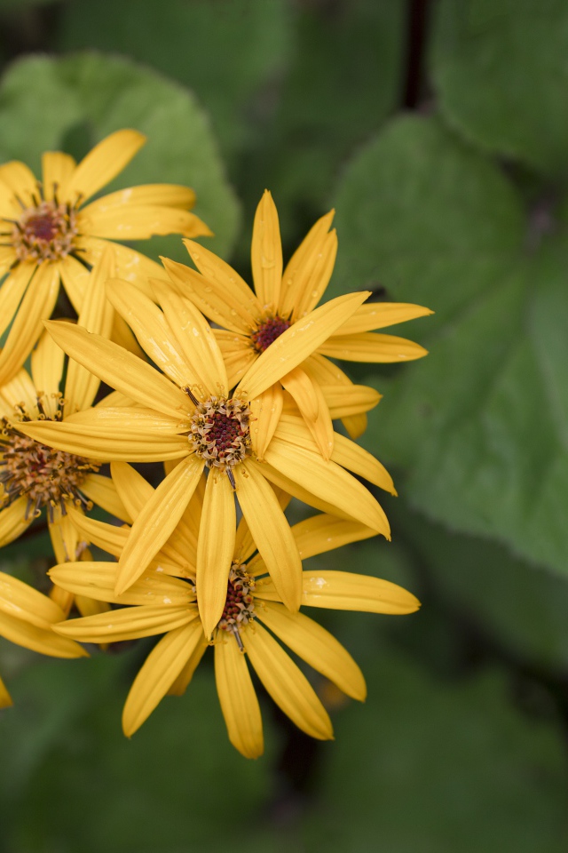 Оранжевые цветы бузульник крупным планом 