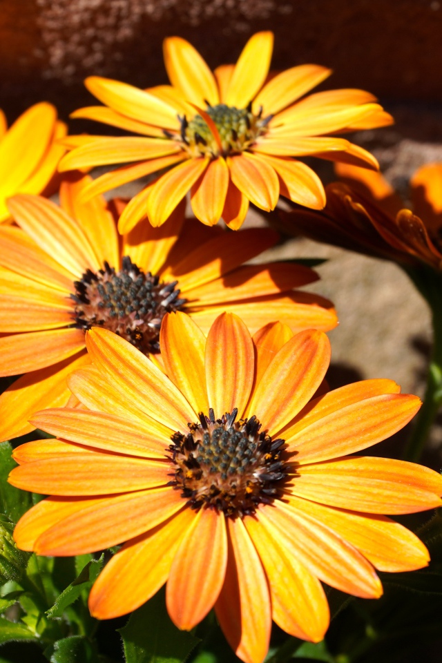 Оранжевые цветы остеоспермум на столе