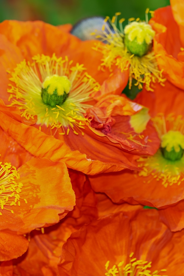 Оранжевые цветы мака крупным планом