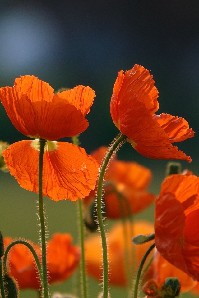 Оранжевые цветы мака с бутонами на поле