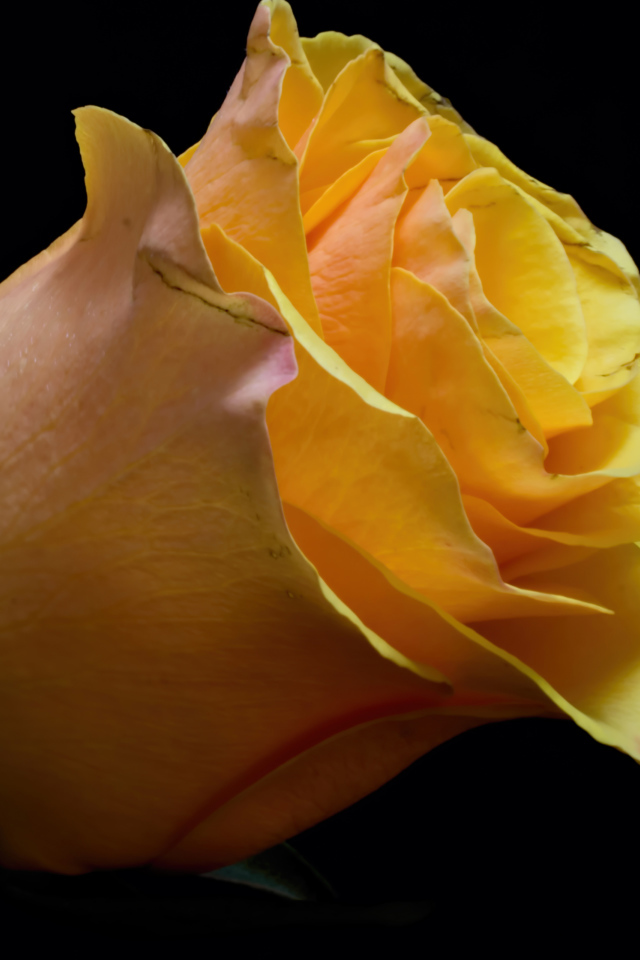 Оранжевый цветок розы на черном фоне