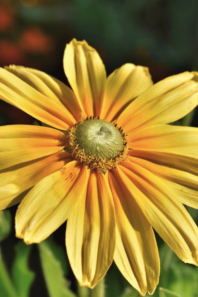 Оранжевый цветок рудбекия крупным планом