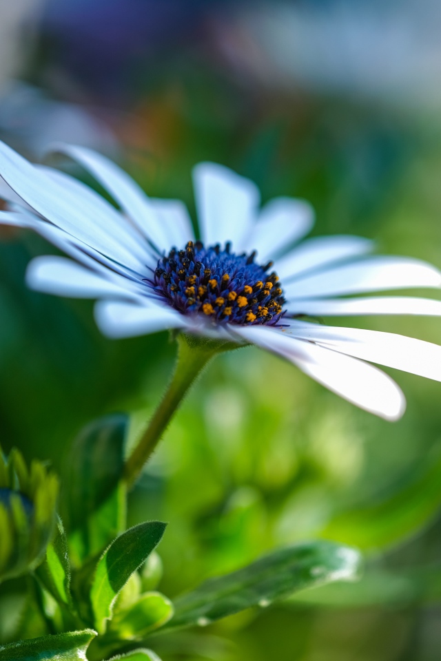 Цветок остеоспермум с бутонами крупным планом