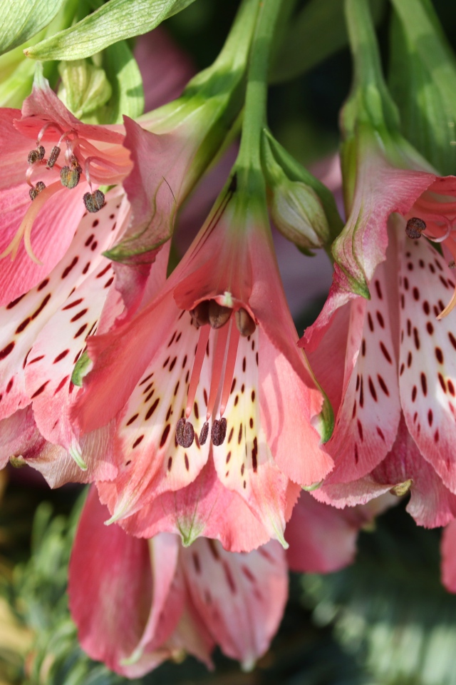 Розовые цветы альстромерия крупным планом