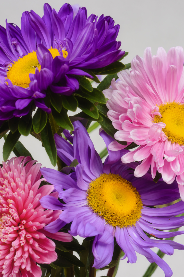 Розовые и сиреневые астры на сером фоне