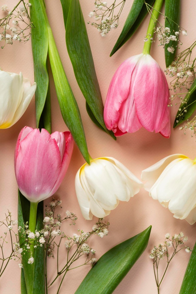 Розовые и белые тюльпаны на розовом фоне