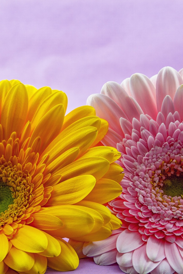 Розовый и желтый цветок герберы крупным планом