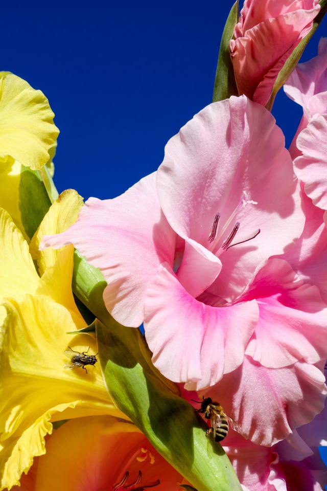 Розовые и желтые цветы гладиолуса на фоне неба