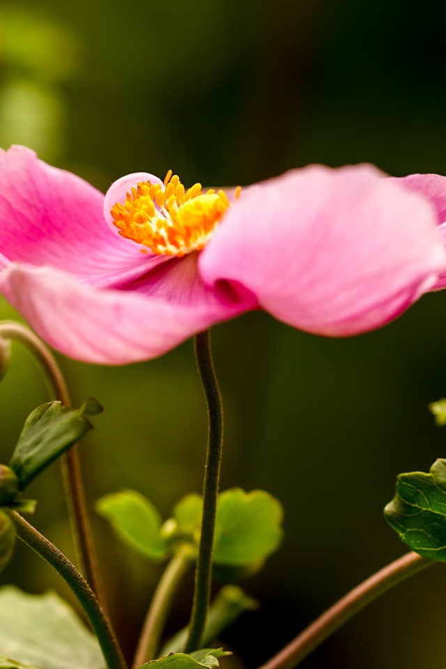 Розовый цветок анемона с бутонами 