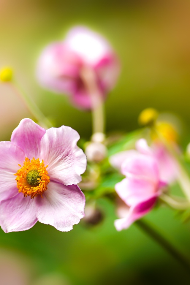 Розовые цветы анемоны с бутонами крупным планом