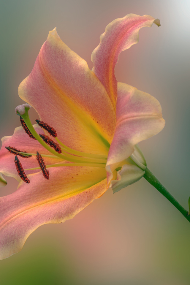 Розовый красивый цветок садовой лилии