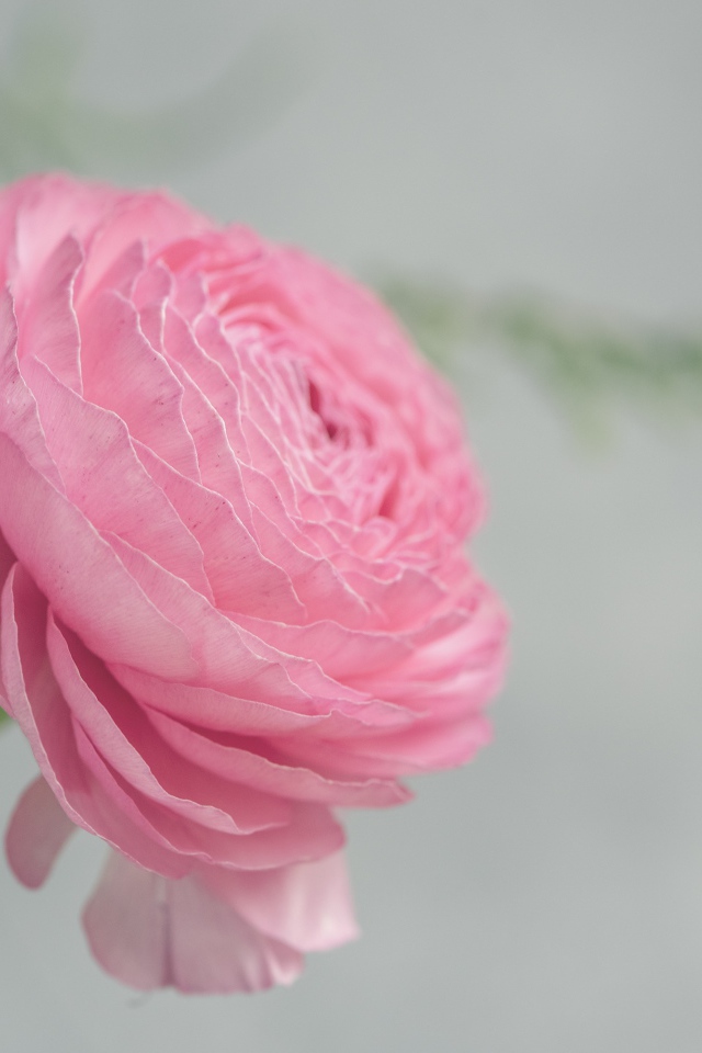 Розовый цветок лютика крупным планом