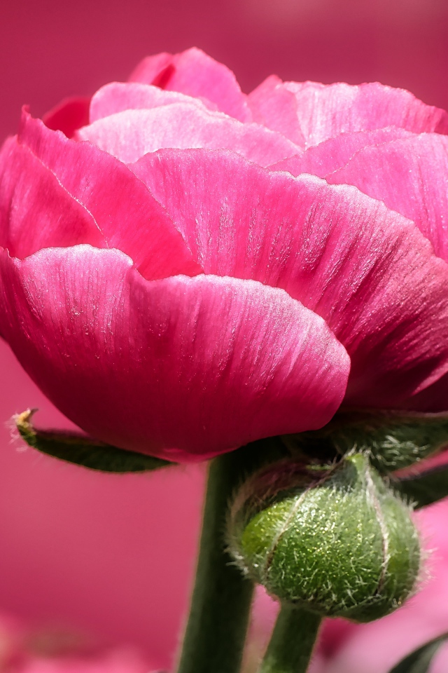 Розовый цветок лютика с бутоном на розовом фоне