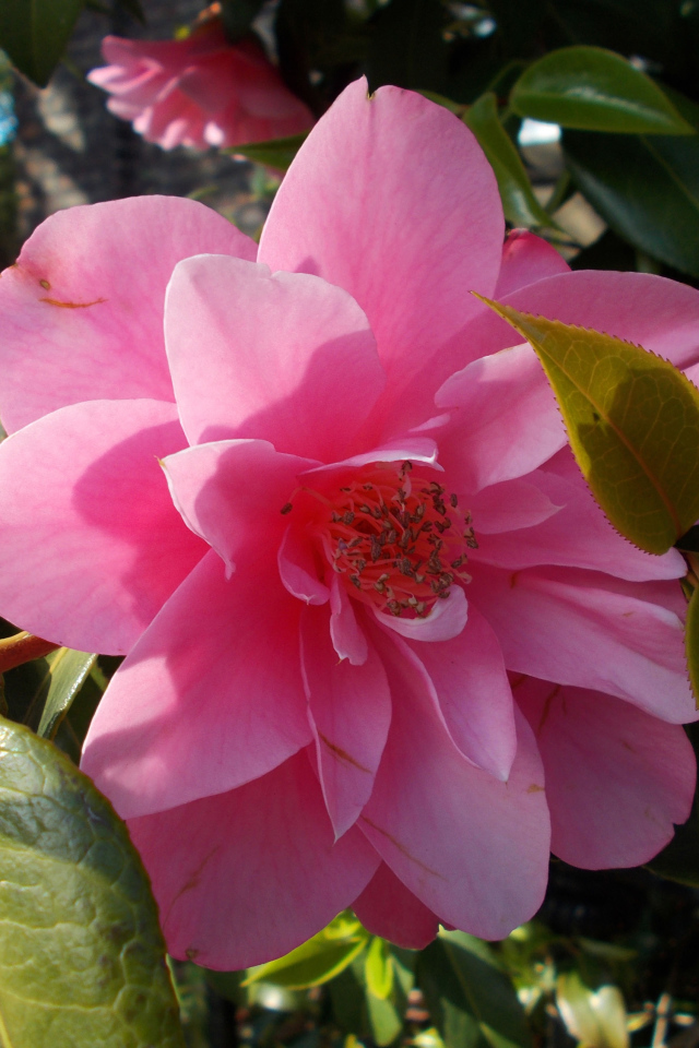 Розовые цветы камелия с зелеными листьями крупным планом 