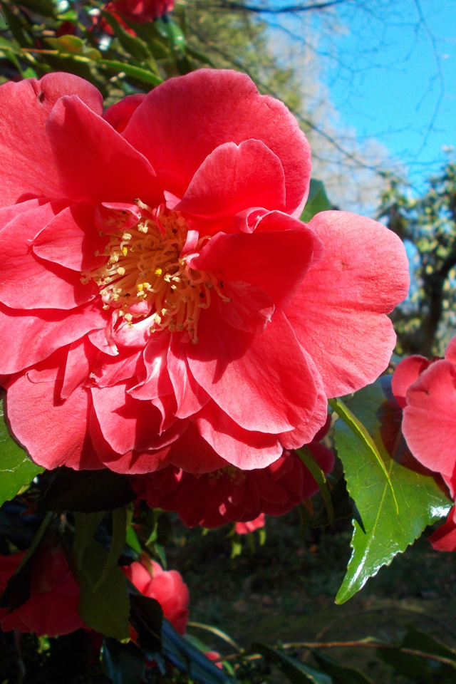 Розовые цветы камелии с зелеными листьями на ветке 