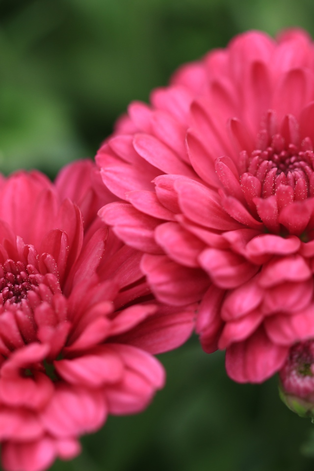 Розовые цветы хризантемы с бутонами крупным планом