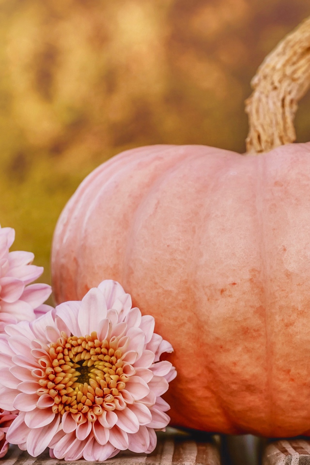 Розовые цветы хризантемы с тыквой 