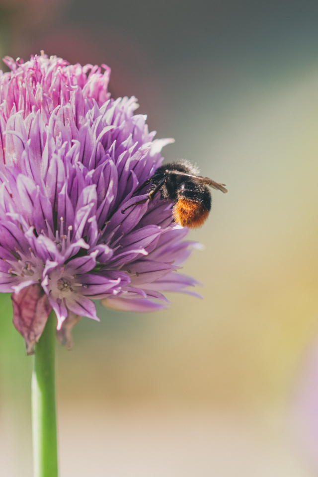 Розовый цветок клевера крупным планом летом