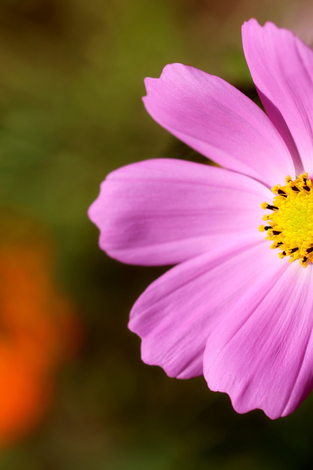 Розовый цветок космеи с желтой серединкой 