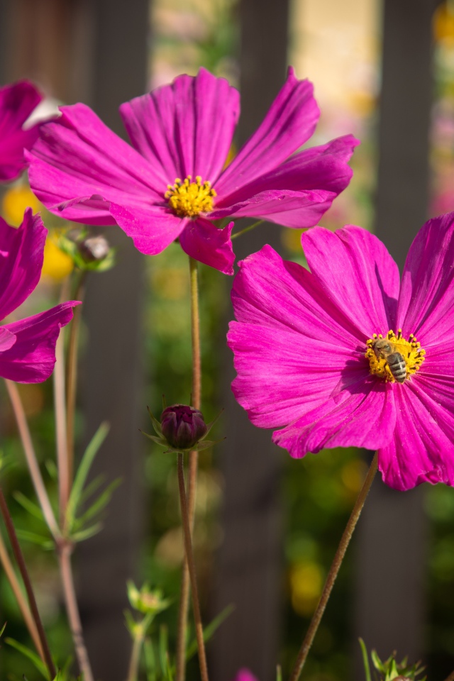 Розовые цветы космеи с бутонами на клумбе