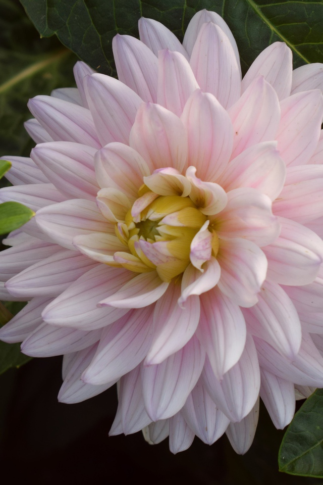 Розовый цветок георгина  зелеными листьями 