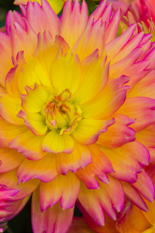 Розовые цветы георгина с желтой серединкой