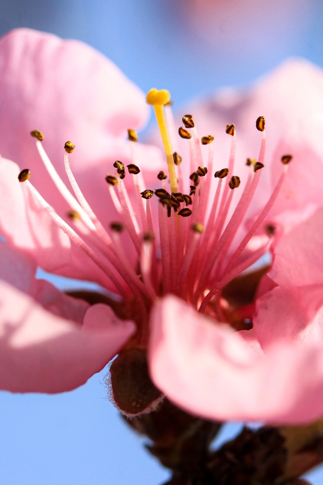 Розовый нежный цветок на ветке персика