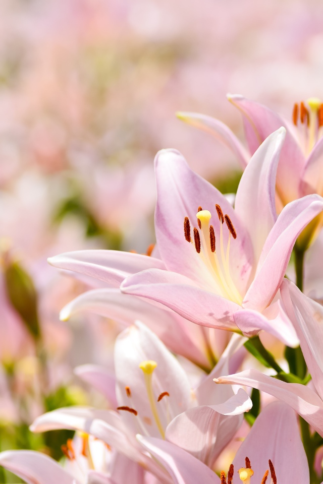 Розовые цветы нежной лилии крупным планом 