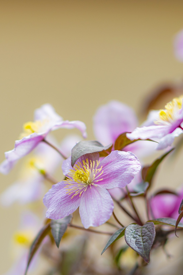 Розовые цветы клематиса на клумбе 