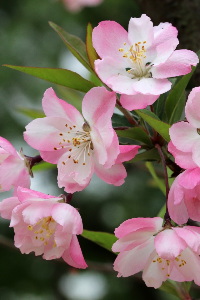 Розовые цветы на ветке с зелеными листьями