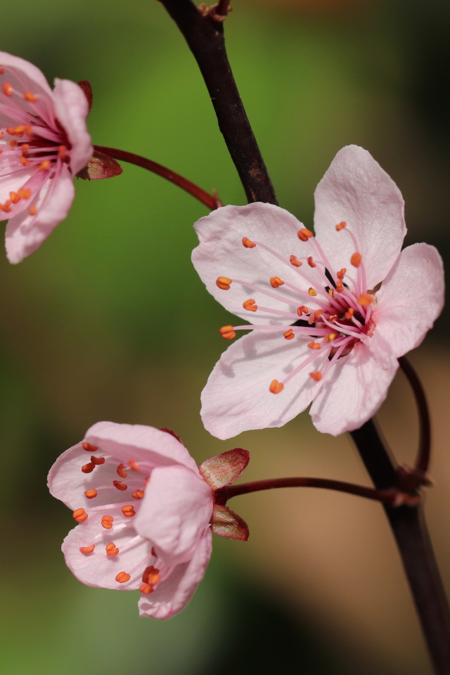 Розовые цветы на тонкой ветке 