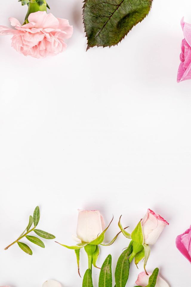 Розовые цветы розы и гвоздики на белом фоне