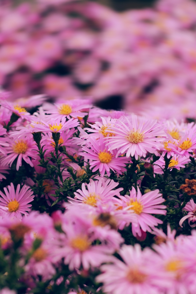 Розовые цветы сентябринка крупным планом 