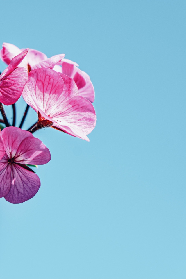 Розовые цветы герани на голубом фоне 