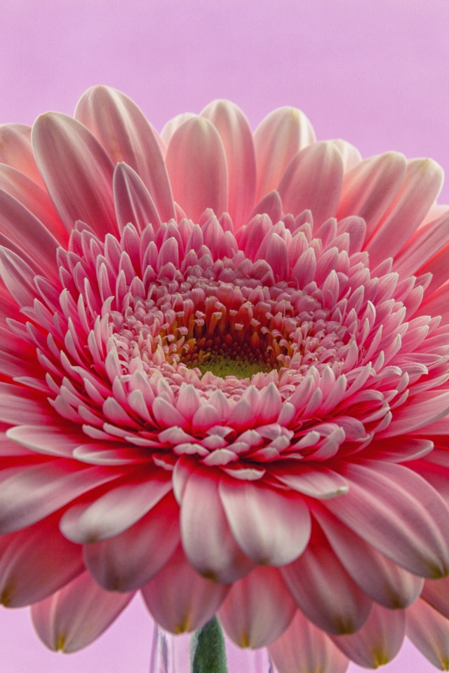 Розовый цветок герберы на розовом фоне