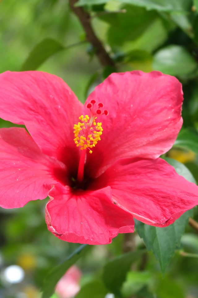 Розовый цветок гибискуса крупным планом на клумбе