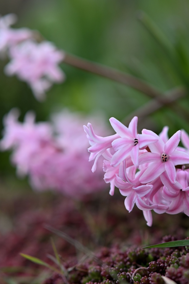 Розовые гиацинты на клумбе весной