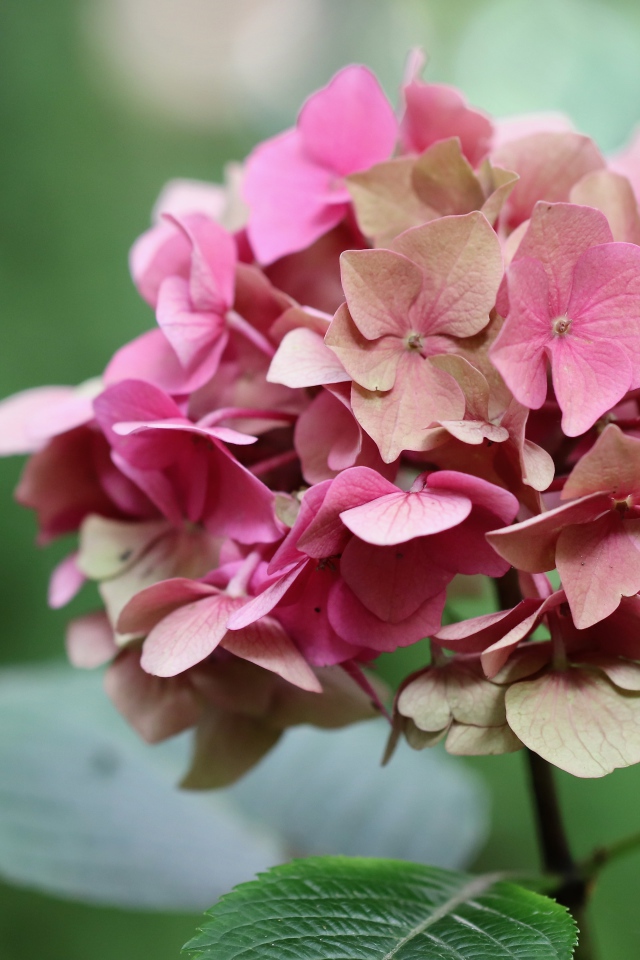 Розовый цветок гортензии крупным планом