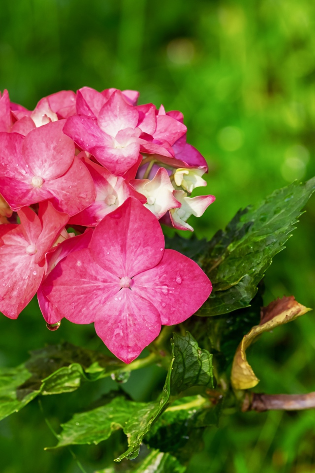 Розовые цветы гортензии в зелеными листьями