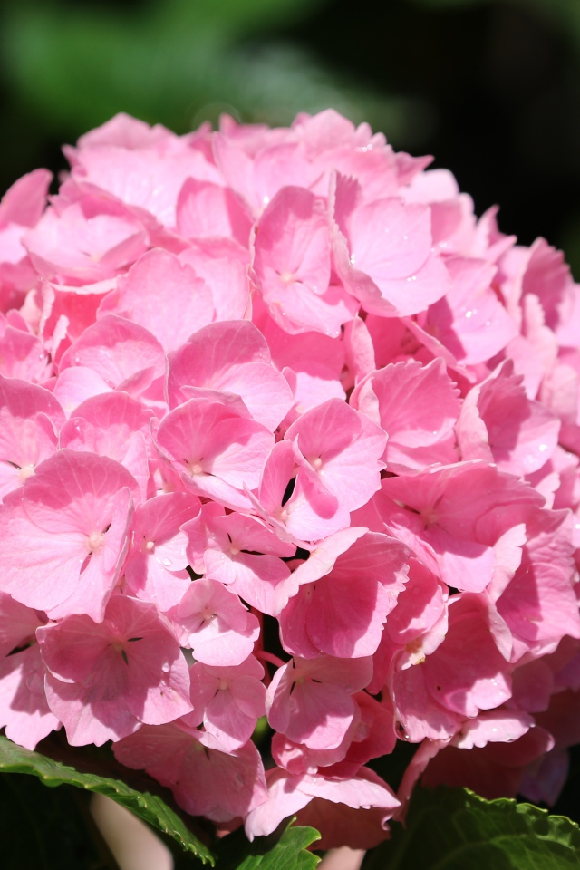 Розовые цветы гортензии с зелеными листьями крупным планом 